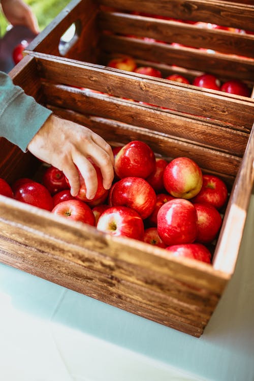 Fruit Picking Jobs in Canada: A Seasonal Opportunity